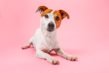 Your Pet Care- Pink Background Dog