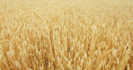 Adorable and funny cute dog walks around lost and hidden in wheat golden field on sunny day. Sweet brown puppy looks for owner - Powered by Adobe