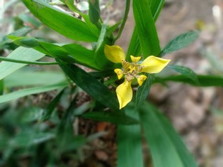 yellow flowers in the city park