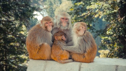Naklejka premium Group of orange monkey sitting together on top