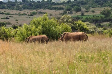 Fototapeta na wymiar Two White Rhinos in Southafrica standing in the savannah