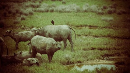 Herd of bull on field of grass with black raven