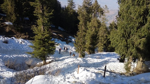 nature full of green tree and snow 