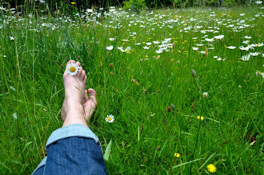 F&uuml;&szlig;e in Blumenwiese mit Margeriten G&auml;nsebl&uuml;mchen grase 