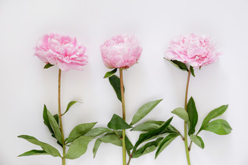 Studio shot of beautiful peony flowers over textured background with a lot of copy space for text. Feminine floral composition. Close up, top view, backdrop, flat lay.