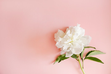 Fototapeta na wymiar Studio shot of beautiful peony flowers over textured background with a lot of copy space for text. Feminine floral composition. Close up, top view, backdrop, flat lay.
