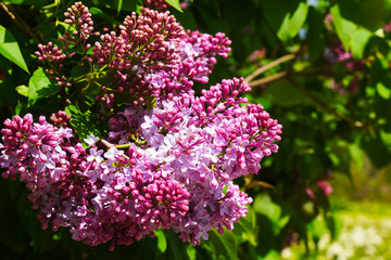 Fototapeta na wymiar Lilac bush on a background of green bush
