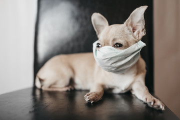 Sick mini chihuahua dog wearing medical mask, stop coronavirus COVID-19, illness 