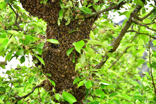 Bienenschwarm im Apfelbaum