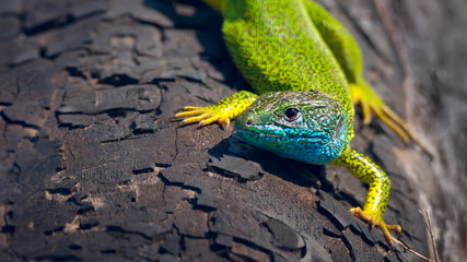 Naklejka na ściany i meble Close-up of bright green lizard male