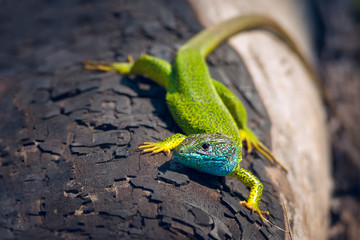 Naklejka na ściany i meble Close-up of bright green lizard male