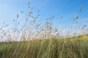 High grass in Seven Sisters natural park