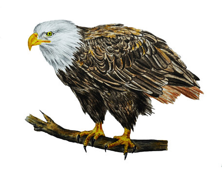 Bald Eagle. The white head of an eagle is isolated on a white background. Bird. Watercolor. Illustration.