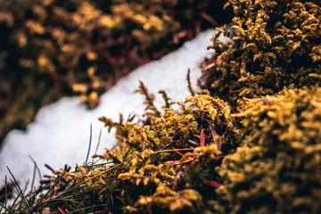 une vue artistique des Vosges