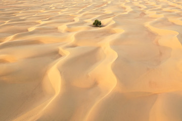 Aerial view of a fallen green tree in between sand dunes in a desert.