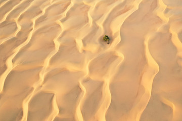 Fototapeta na wymiar Aerial view of a fallen green tree in between sand dunes in a desert.