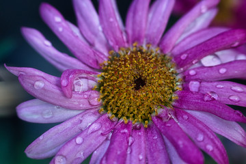 Purple Beauty