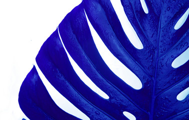 
A real leaf of a tropical monstera in blue on a white background.Creative design.Pop art.