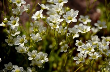 little white flowers growing on a flowerbed in the rays of the evening sun, floral background