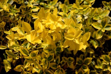 close up of yellow and green leaves, twigs, branches of boxwood bush on a sunny day growing on soil on flowerbed. Green floral background, Floral texture