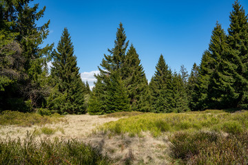 Mountain forest culture, Czech republic. Krkonose