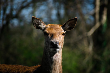 Portrait of a deer