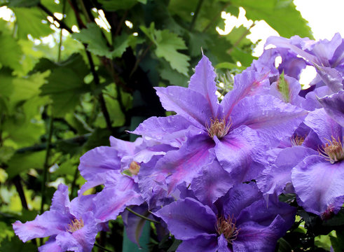 photo of purple climatis among green foliage