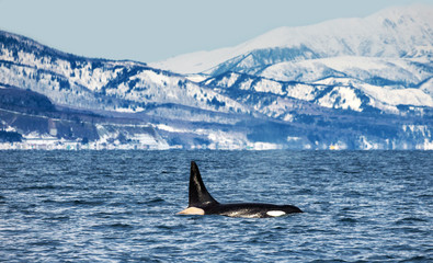 Killer whale swims along the coast of the island of Hokkaido in the Kunashir Strait. Huge fin sticks out of the water. Japan. The water area of Hokkaido. Kunashir Strait.