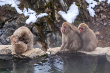 Fototapeta premium 猿物語（地獄谷野猿公苑）露天風呂 長野県 日本
