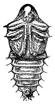 Beetle, vintage illustration.
