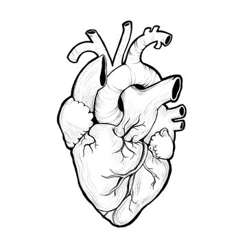 anatomical heart graphic black and white