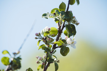 Blooming apple tree in the garden. Selective focus.