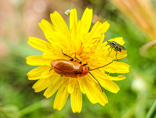beetle on a flower
