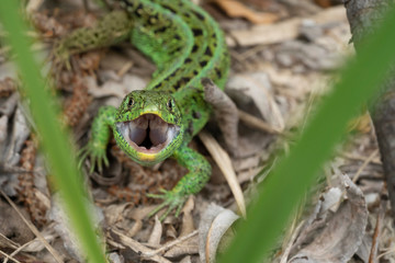 Naklejka na ściany i meble The sand lizard (Lacerta agilis). Male lizard with open mouth.