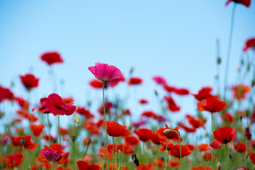 Obraz premium 赤いポピーの花畑