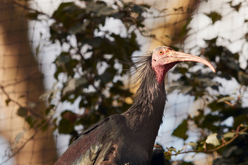 Northern bald ibis Geronticus Eremita