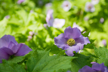 春の野山の紫色の花　シラネアオイ