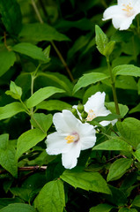 夏の庭に咲く白い花　バイカウツギ