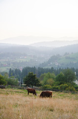 Cows on the evening meadow