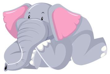 Cute gray elephant on white background