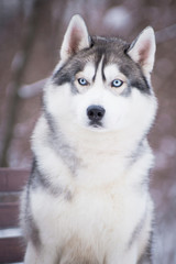 Husky dog, portrait in winter on a bench