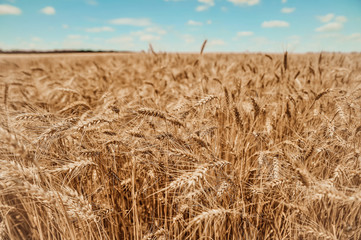 Fototapeta na wymiar Beautiful field with wheat on blue sky background.