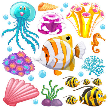 Set of sea creatures and corals on white background