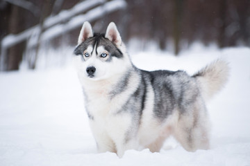 Blue-eyed Husky in winter on the snow
