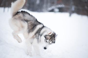 Husky dog plays and jumps in the winter on the snow