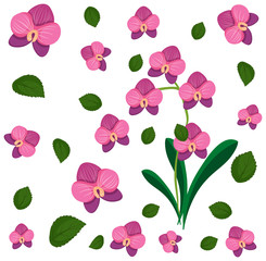 Set of cute pink orchids flower and leaf