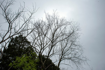 silhouette of a tree