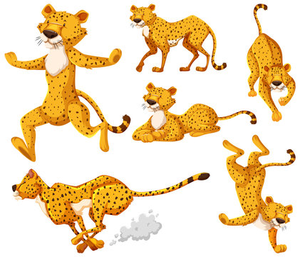 Set of cheetah cartoon character
