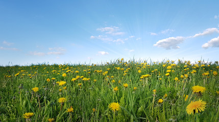 Panoramic view of fresh green grass with dandelions flowers on field and blue sky in spring summer outdoors.  Beautiful natural landscape in rays of sunlight, copy space.