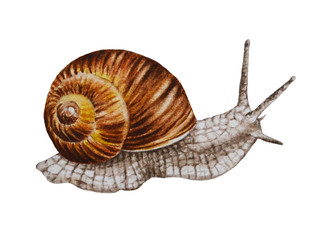Watercolor illustration of a snail on a white background. Hand drawn. Closeup.